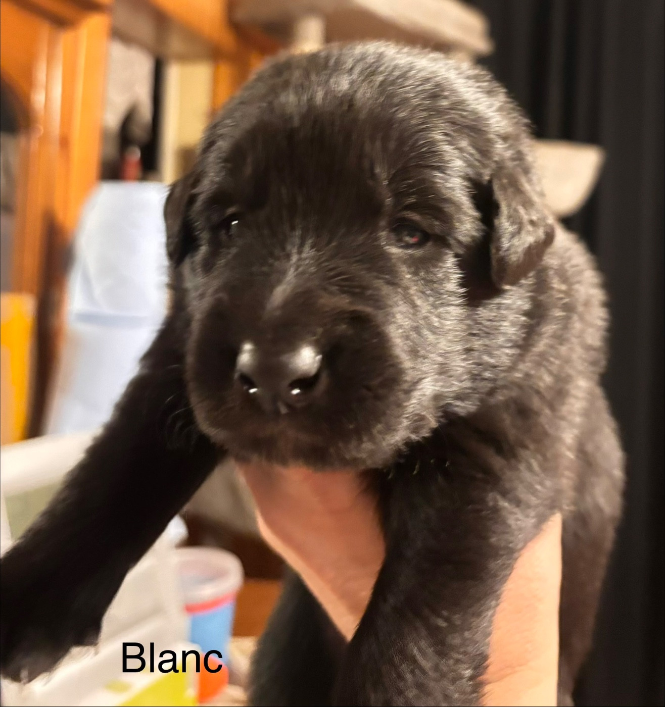dugez du bihan - Chiots disponibles - Berger Belge