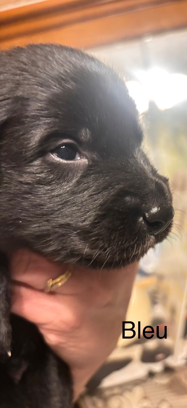 dugez du bihan - Chiots disponibles - Berger Belge