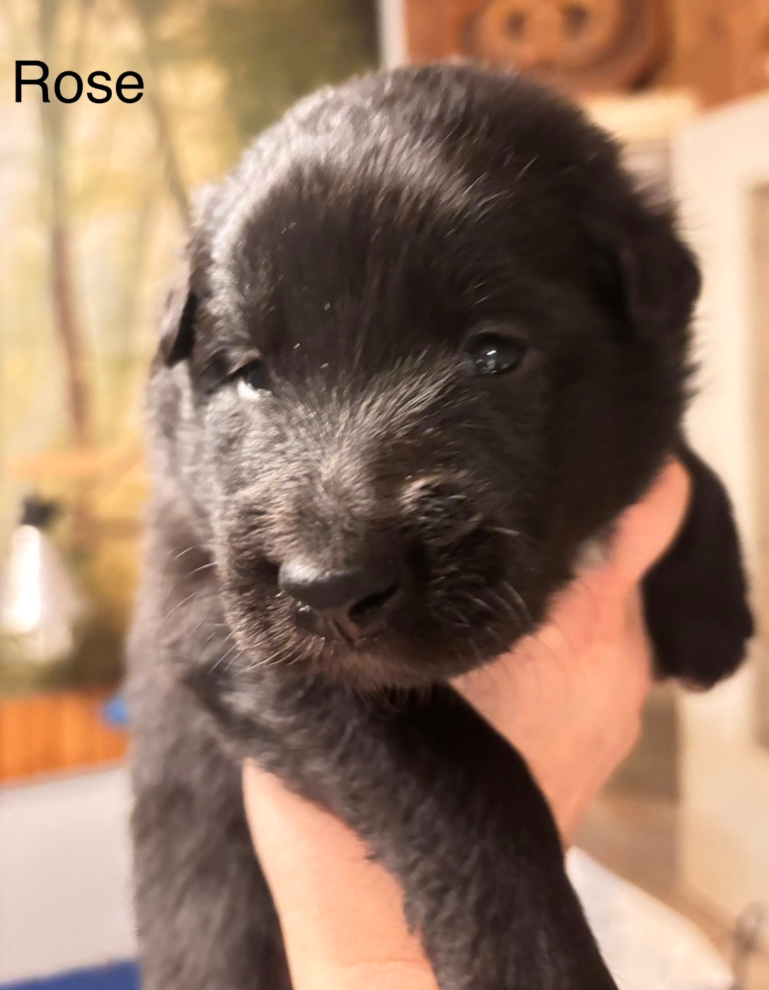 dugez du bihan - Chiots disponibles - Berger Belge