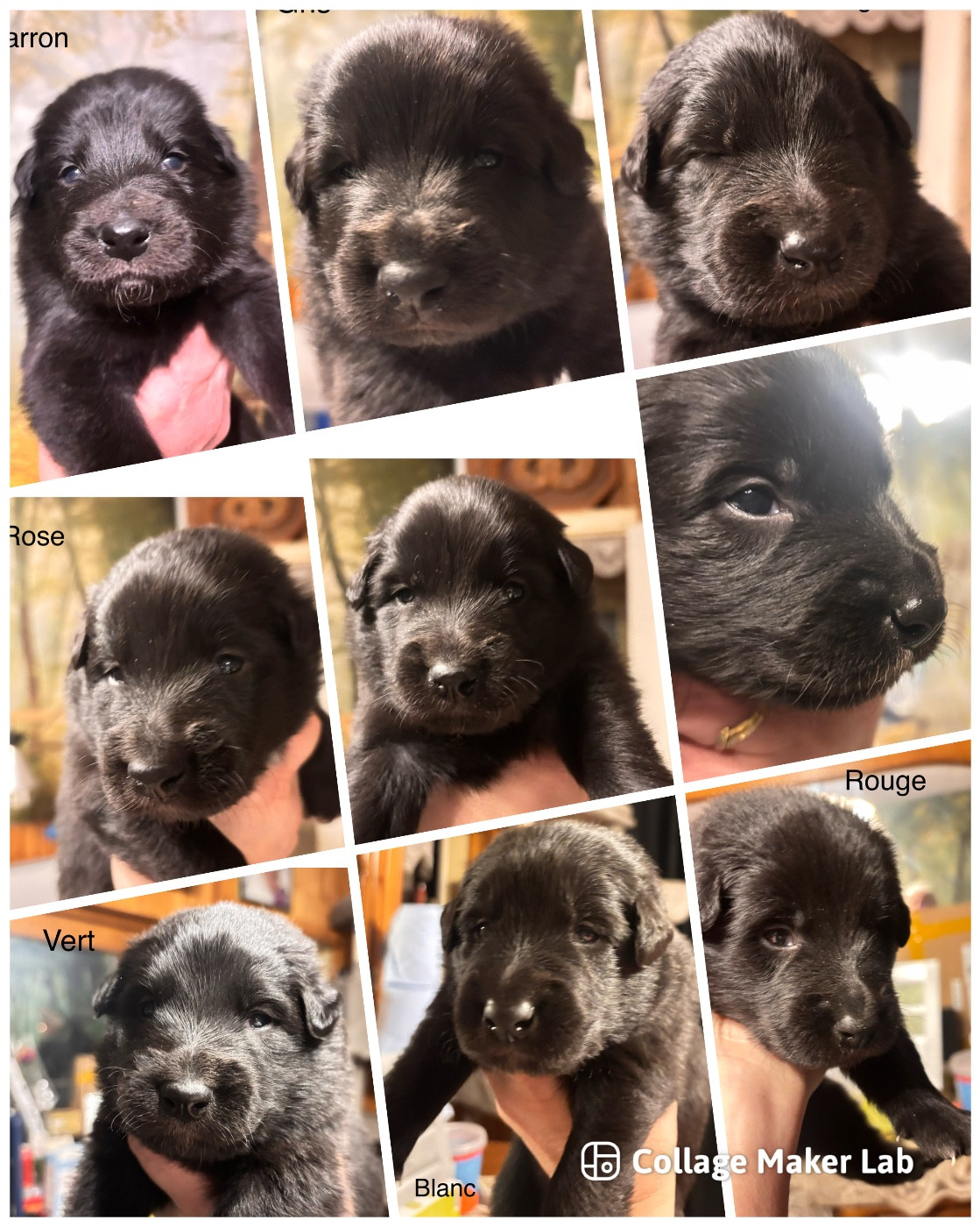 Chiot Berger Belge dugez du bihan